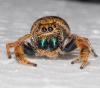 353002 – Photo : Bernard Perthuis – Guyane française